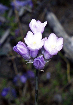 Dichelostemma capitatum
